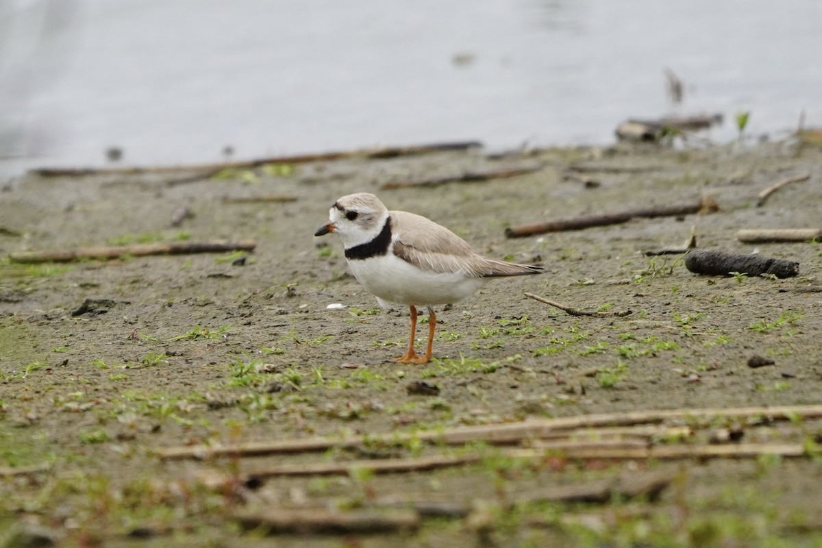 Piping Plover - ML622053158