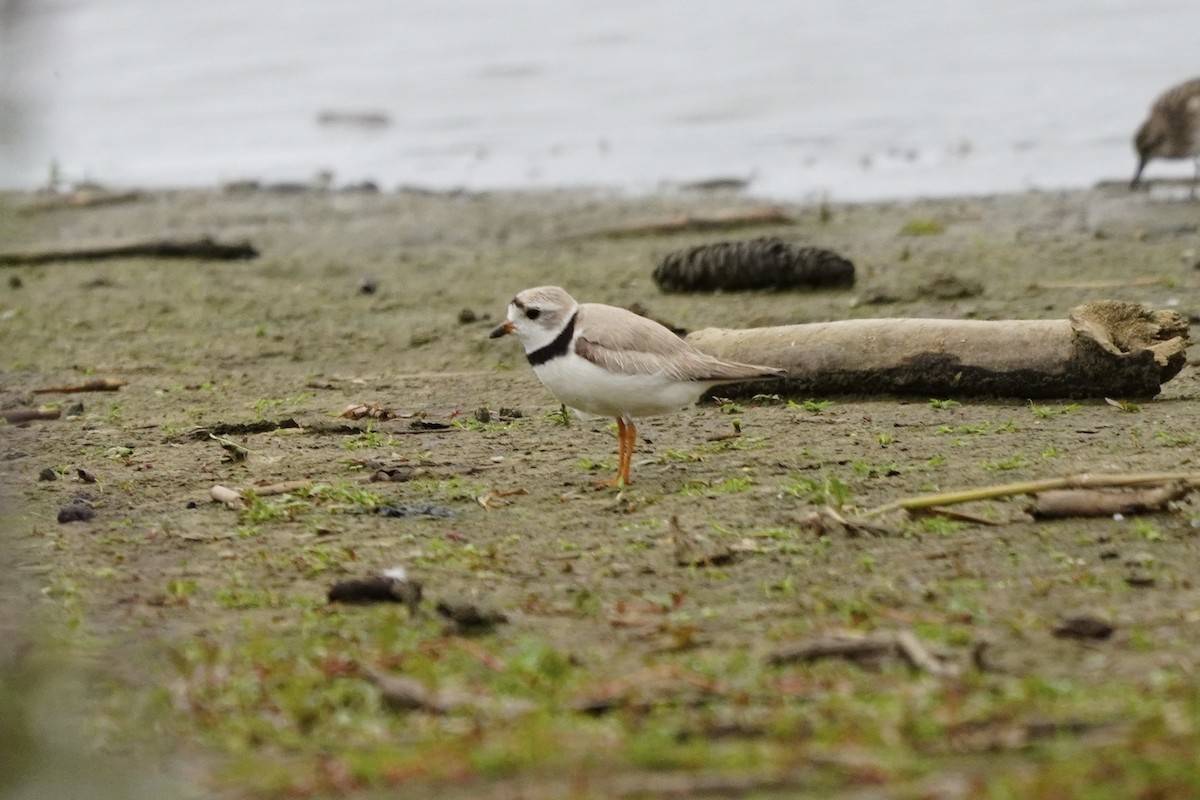 Piping Plover - ML622053159