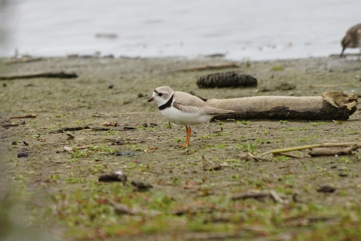 Piping Plover - Greg Hertler