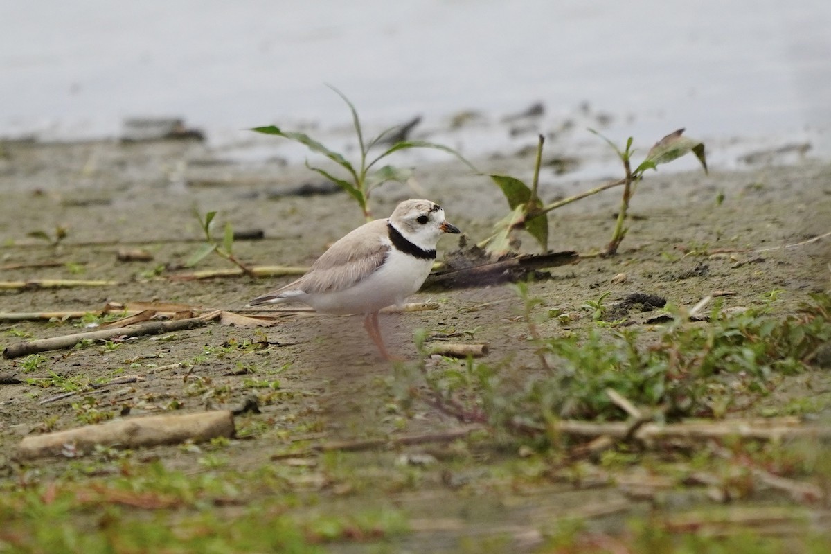 Piping Plover - ML622053160