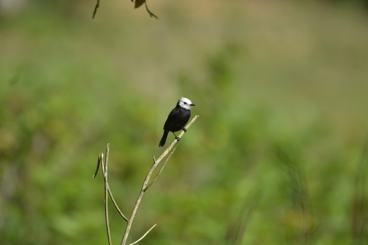 White-headed Marsh Tyrant - ML622053161