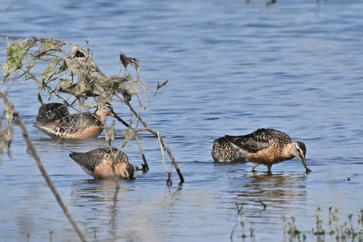 Long-billed Dowitcher - ML622053162
