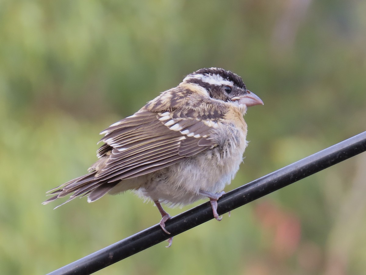 Black-headed Grosbeak - ML622053163