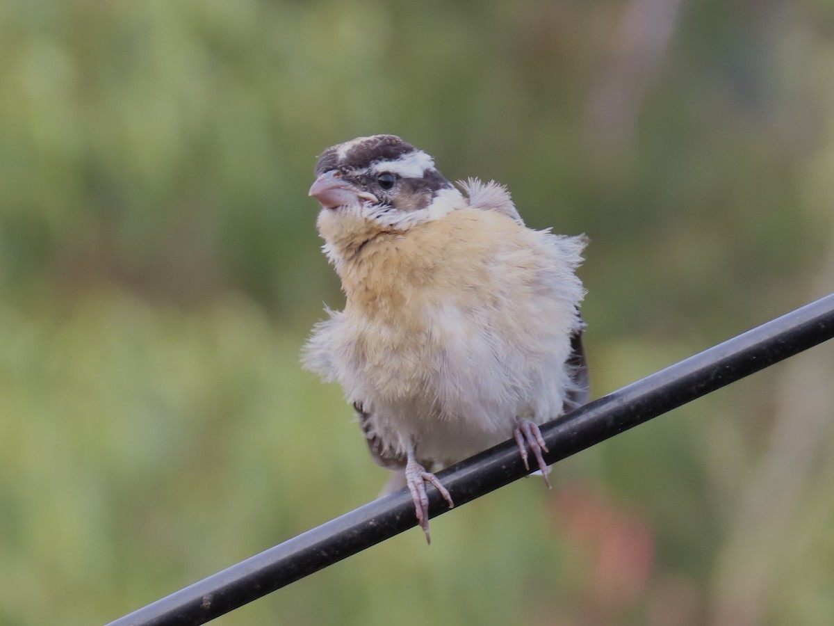 Black-headed Grosbeak - ML622053164