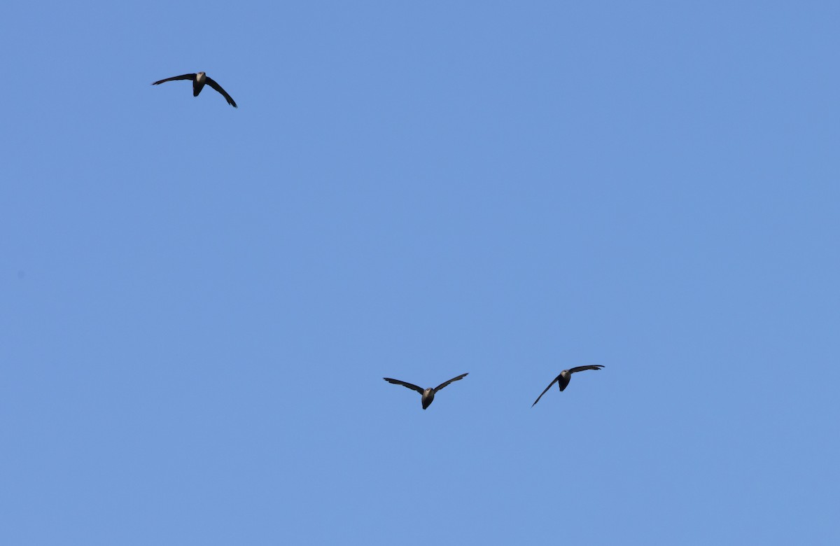 Chimney Swift - ML622053209