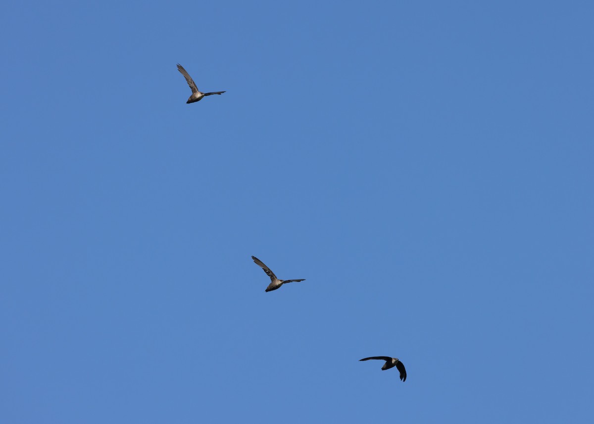 Chimney Swift - ML622053210