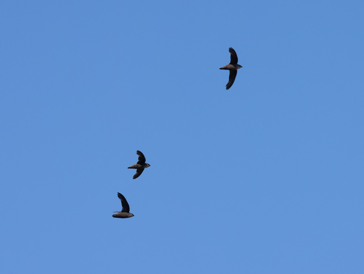 Chimney Swift - ML622053212