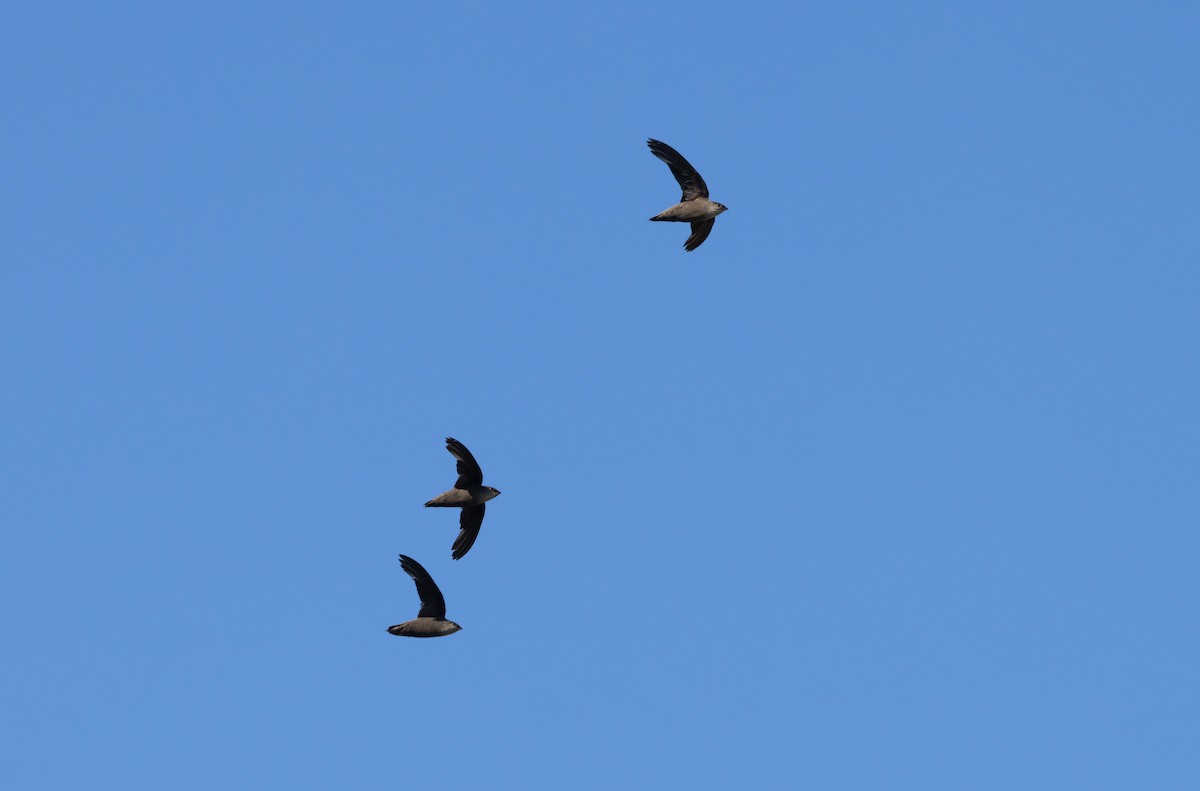 Chimney Swift - ML622053213