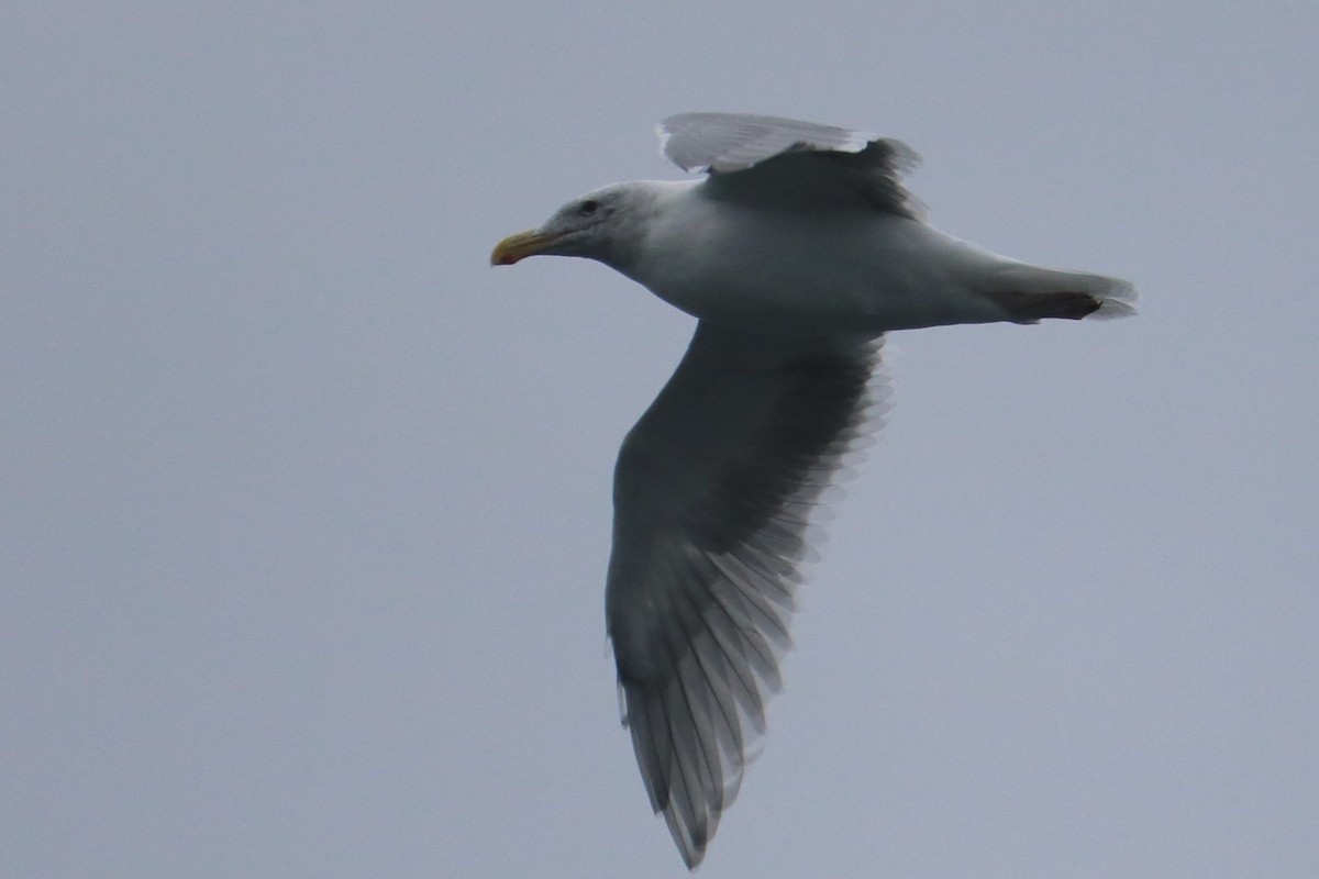 Gaviota/Gavión sp. - ML622053223