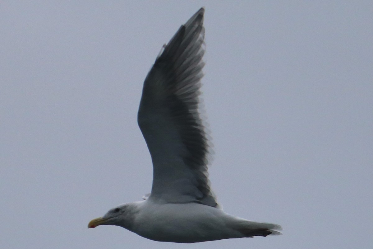 Gaviota/Gavión sp. - ML622053224