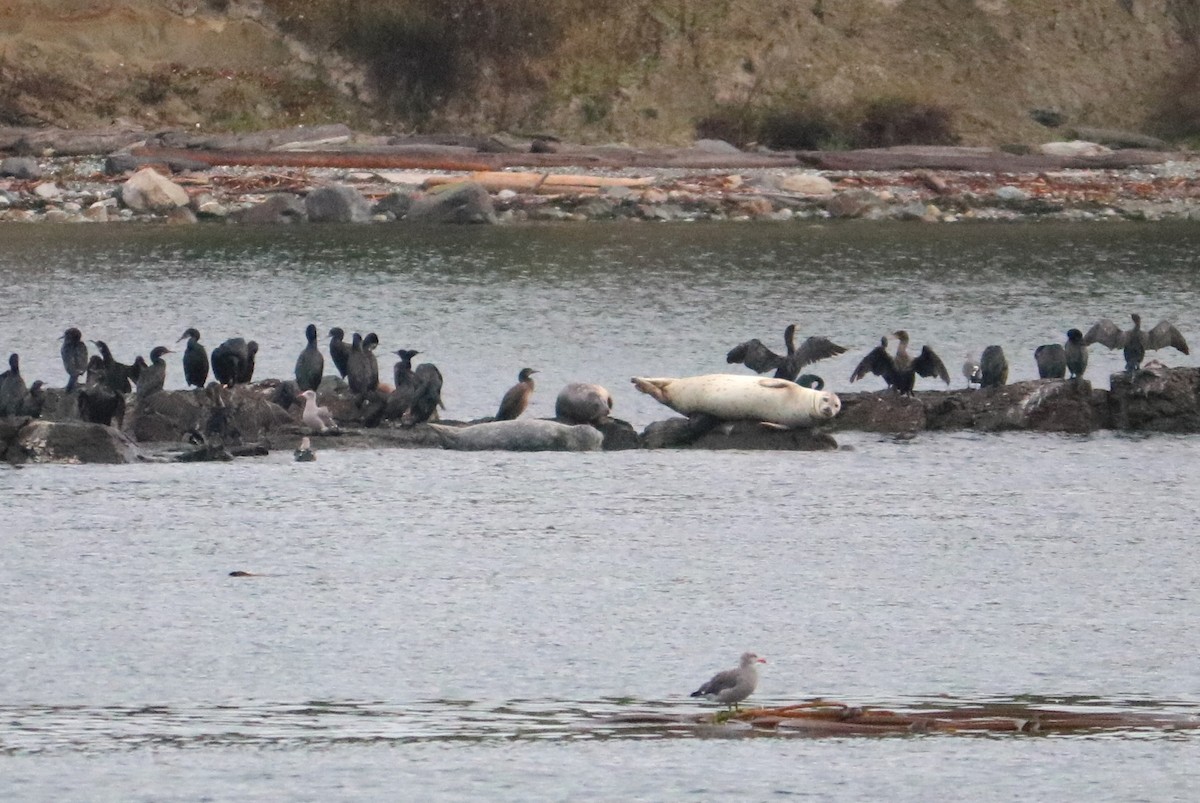 Double-crested Cormorant - ML622053251