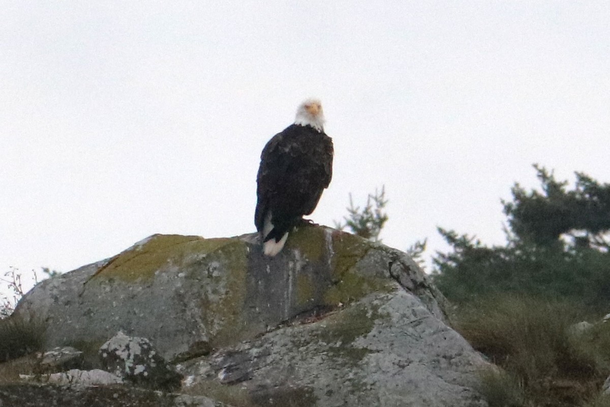 Bald Eagle - ML622053253