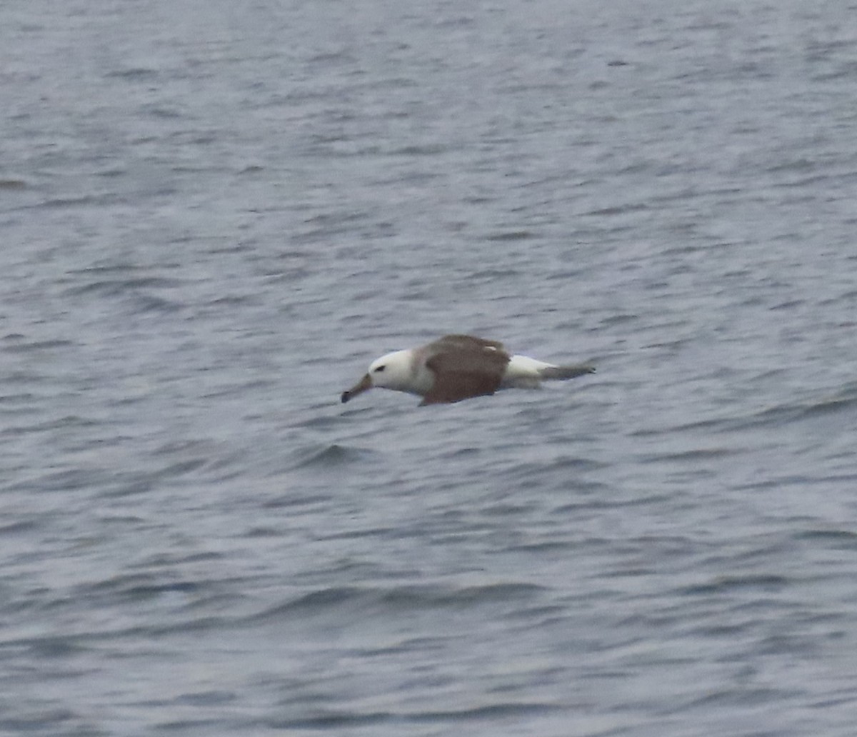 Black-browed Albatross - ML622053297