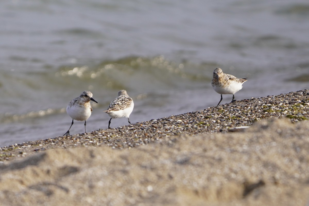 Sanderling - ML622053303