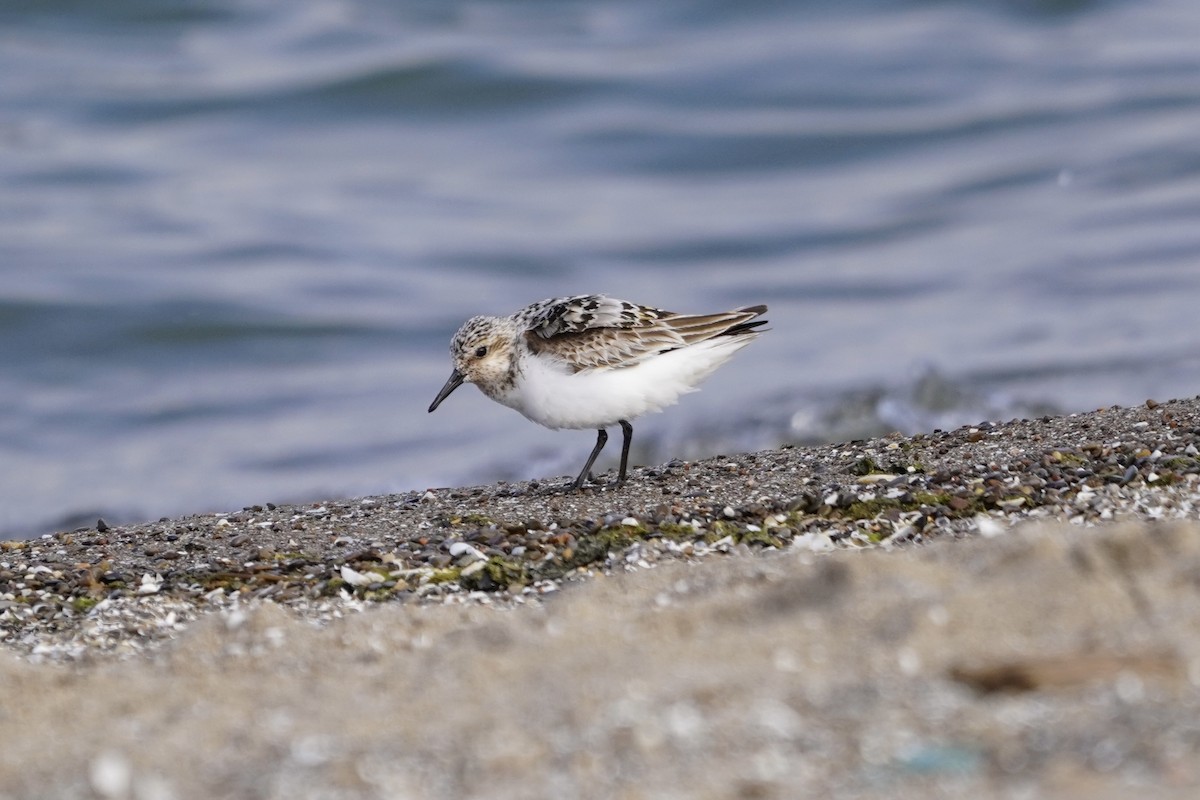 Sanderling - ML622053304