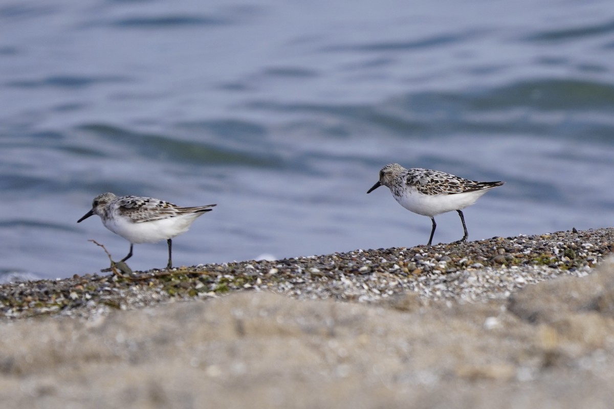 Sanderling - ML622053305