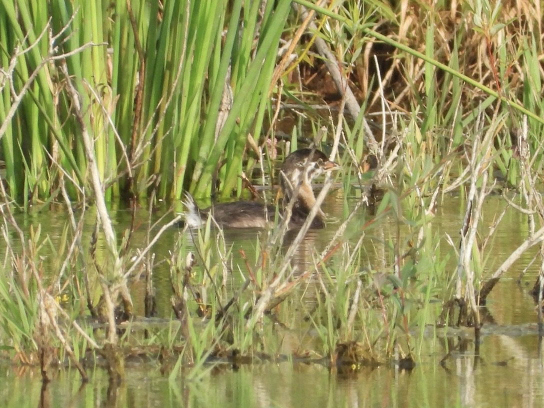 Pied-billed Grebe - Peter L