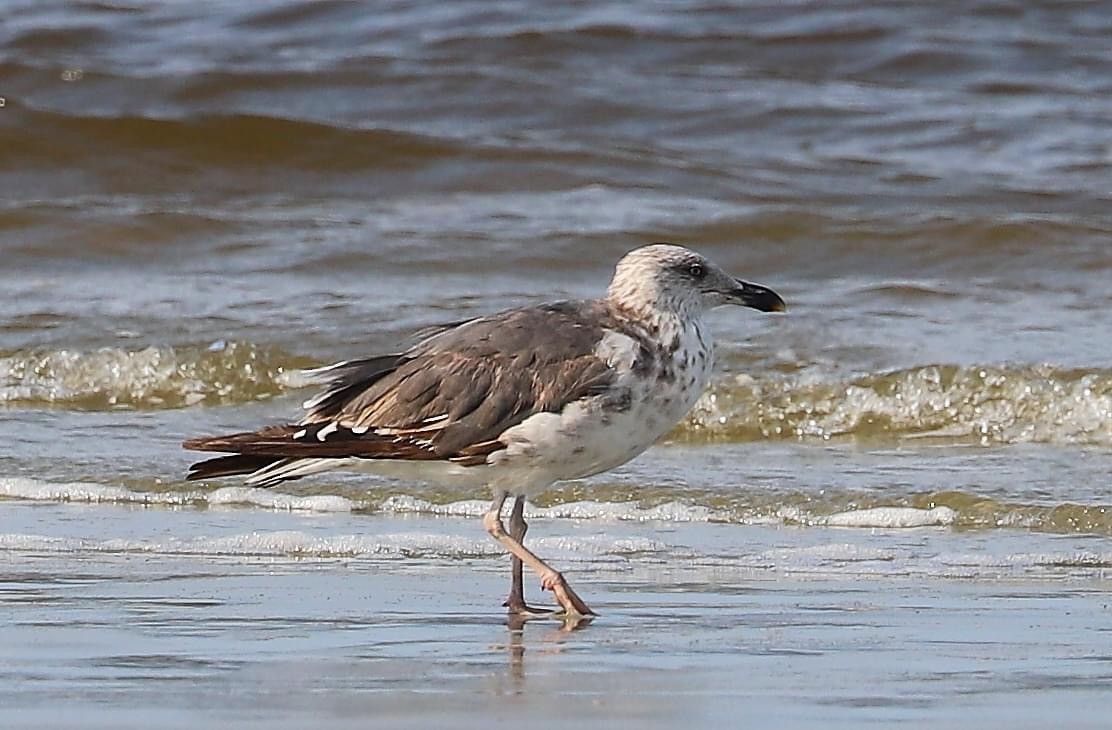 Lesser Black-backed Gull - Lisa Rose