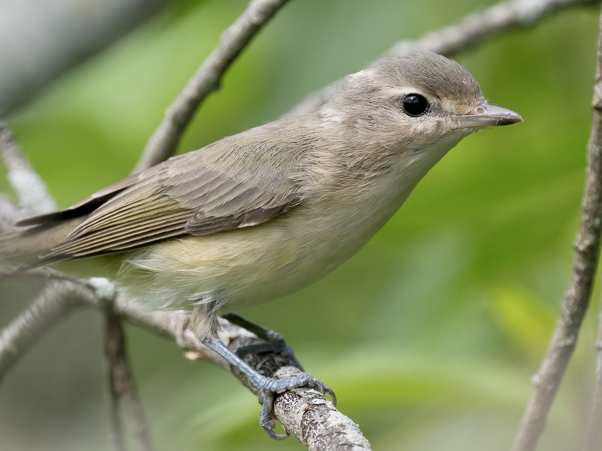 Ötücü Vireo - ML622053326