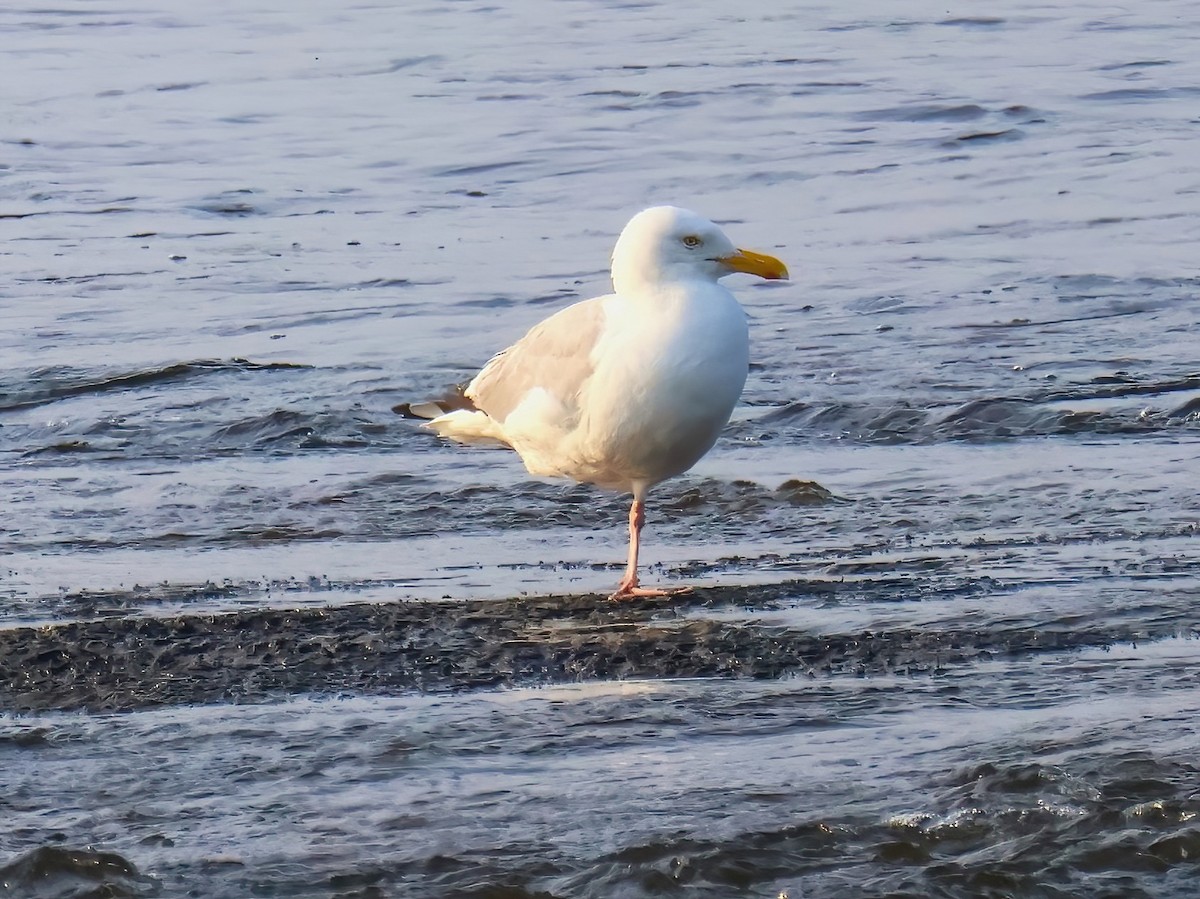 Gaviota Argéntea (americana) - ML622053334