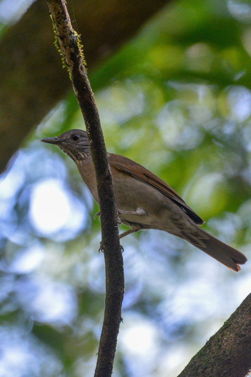 Pale-breasted Thrush - ML622053366