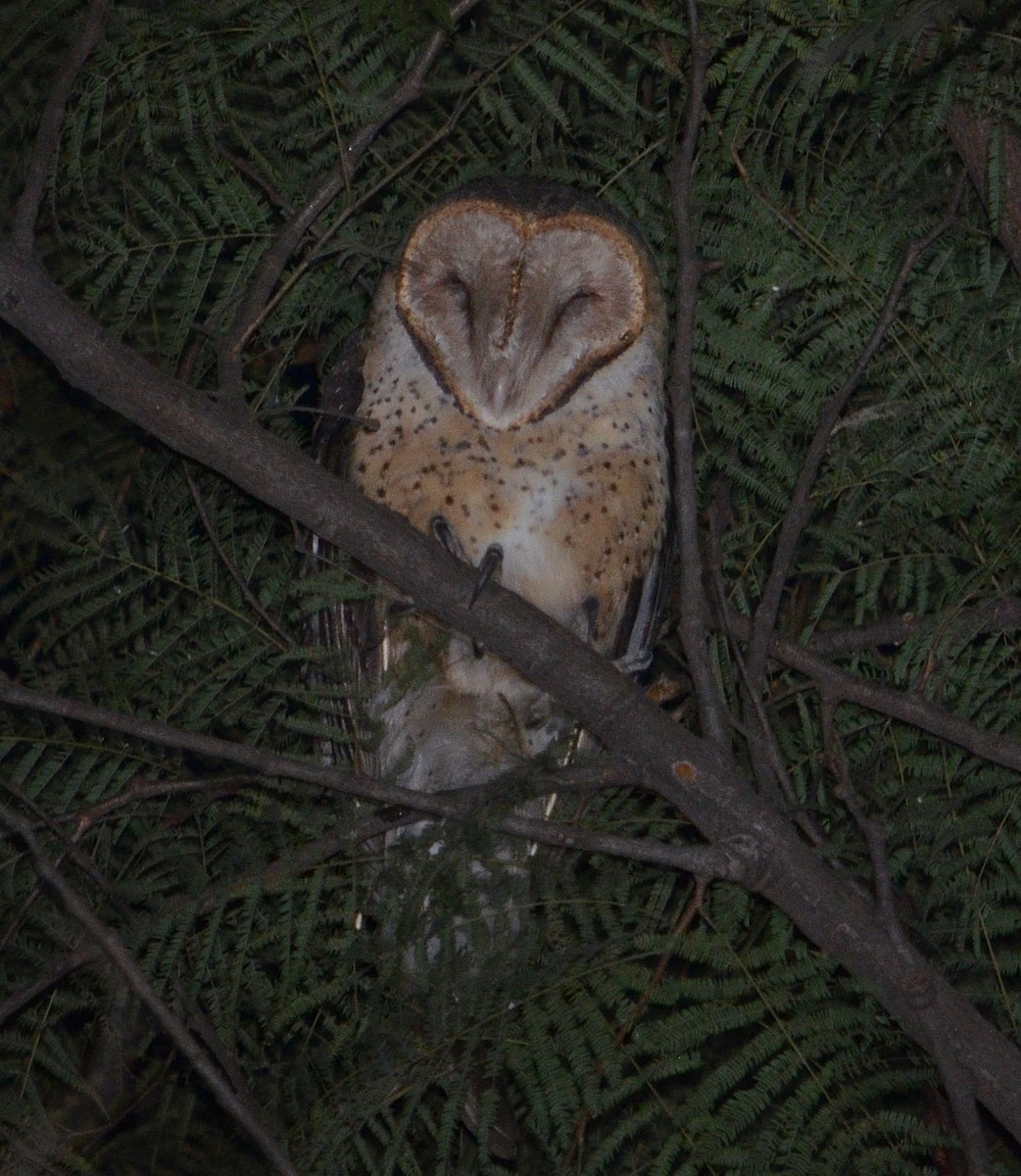 Barn Owl - ML622053367