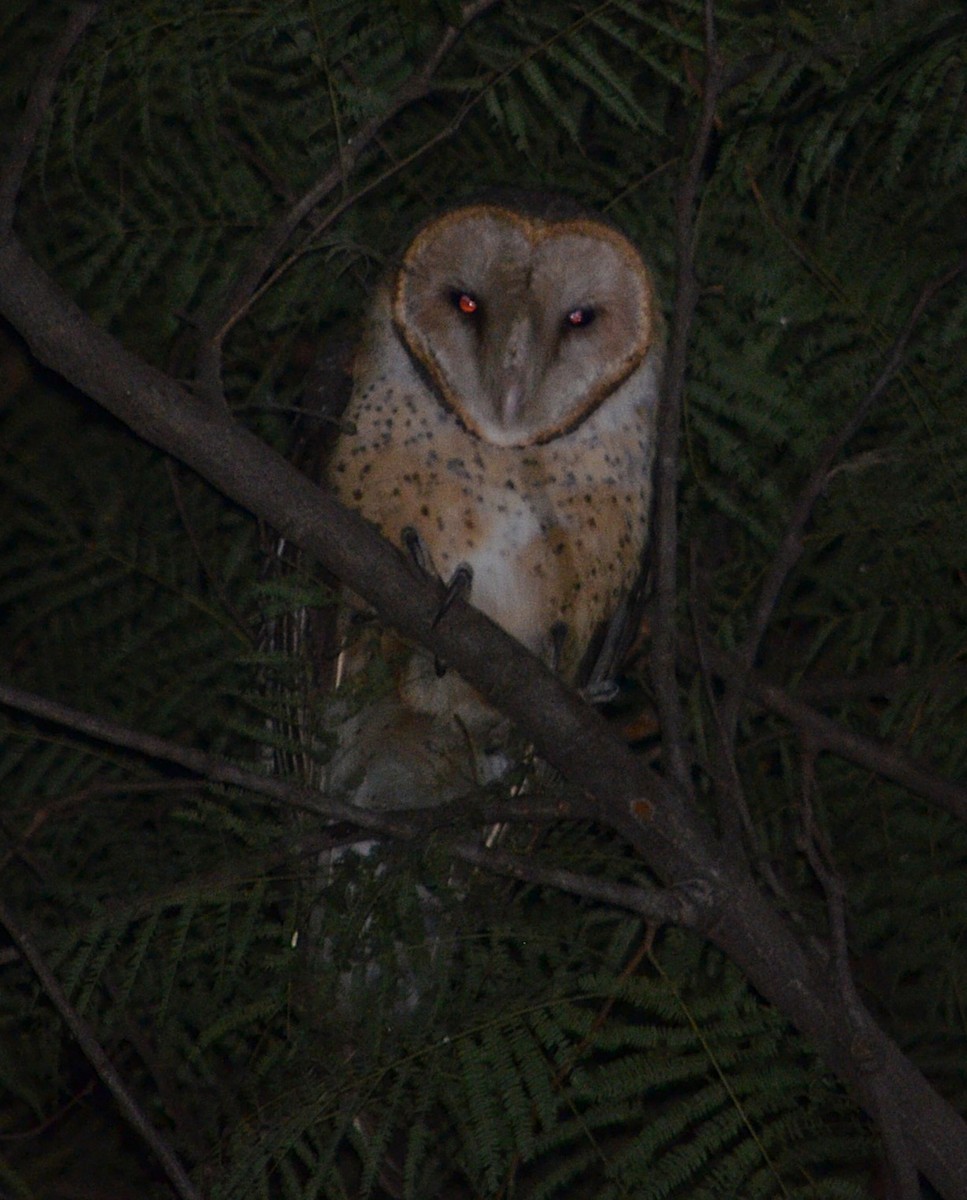 Barn Owl - ML622053368