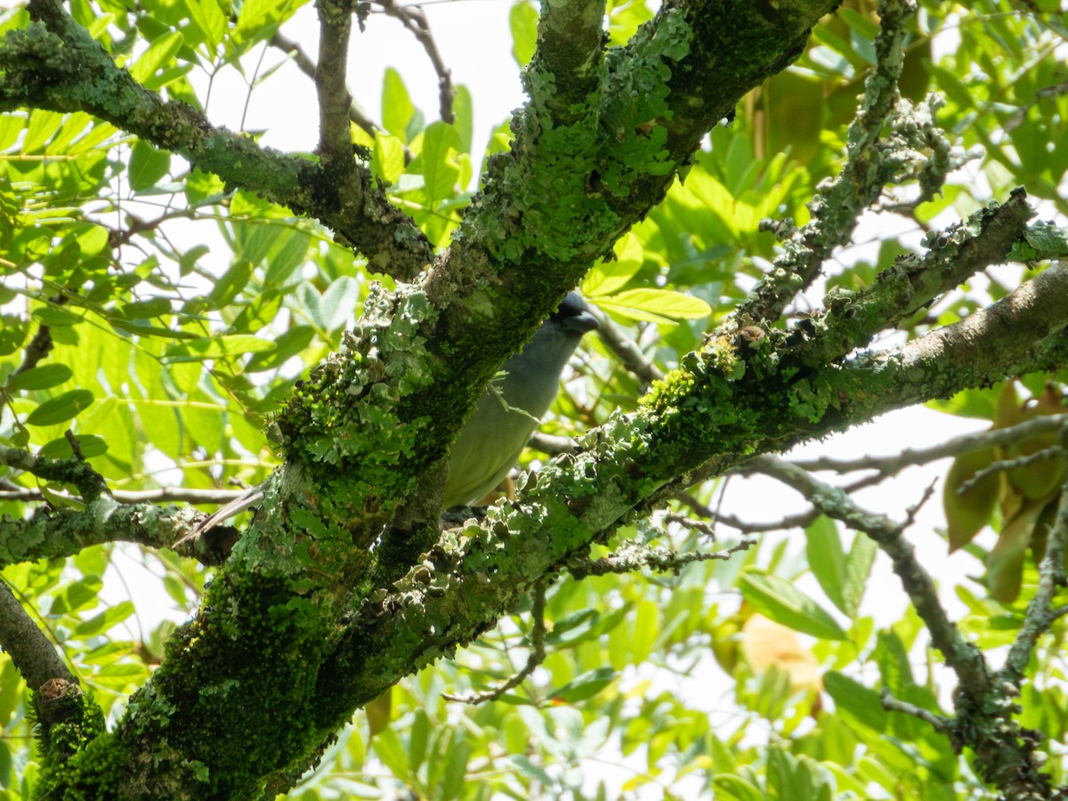 Yellow-winged Tanager - ML622053385