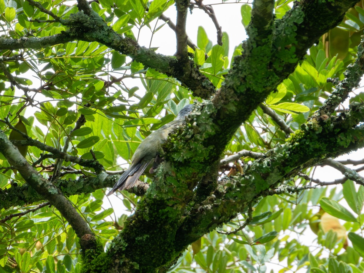 Yellow-winged Tanager - ML622053392