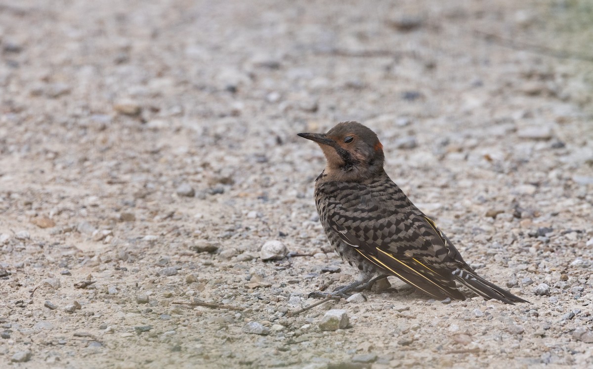 Northern Flicker (Yellow-shafted) - ML622053397