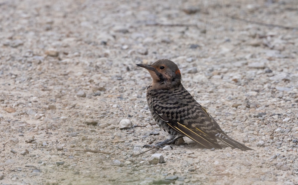 Northern Flicker (Yellow-shafted) - ML622053398