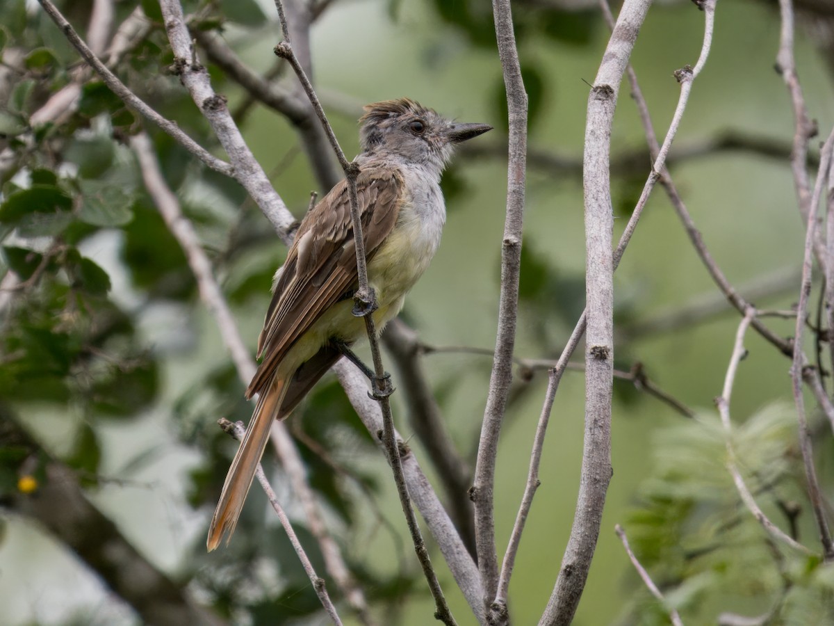 Brown-crested Flycatcher - ML622053401