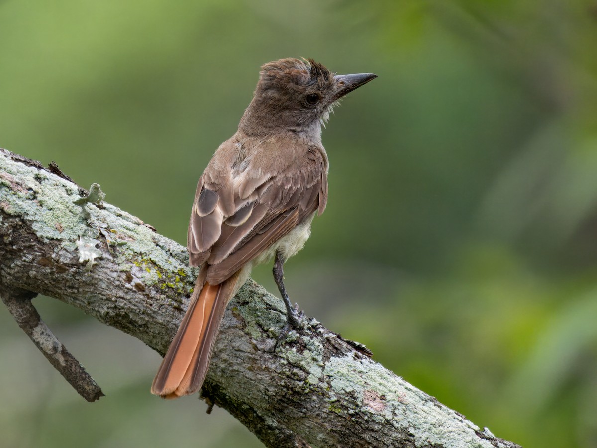 Brown-crested Flycatcher - ML622053402