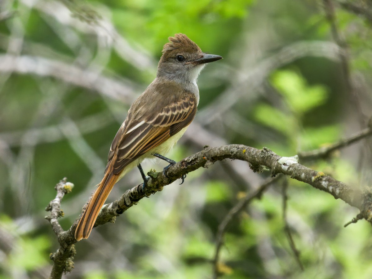 Brown-crested Flycatcher - ML622053403