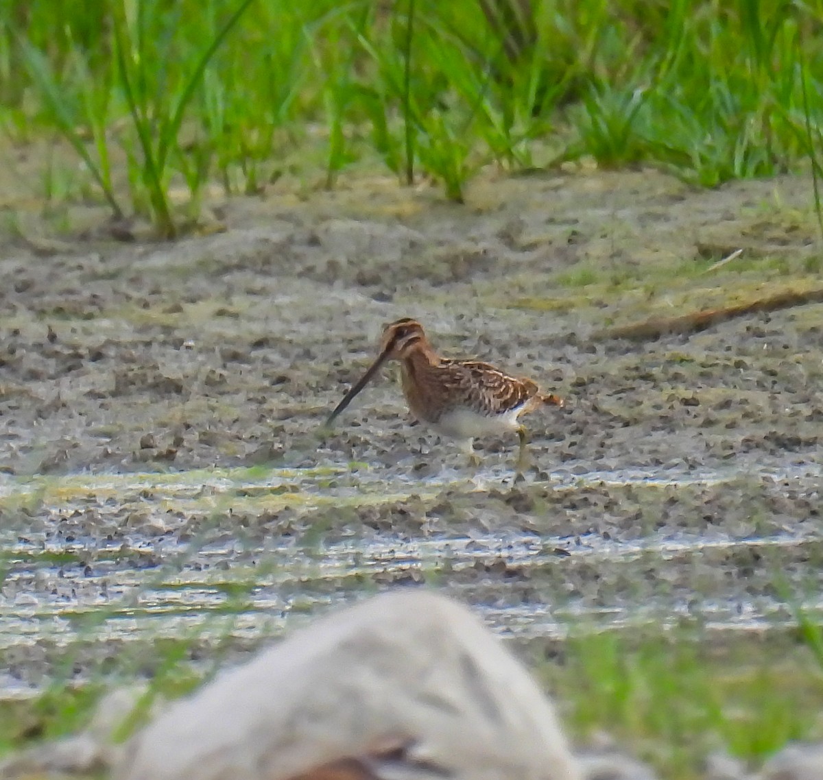 Wilson's Snipe - ML622053405