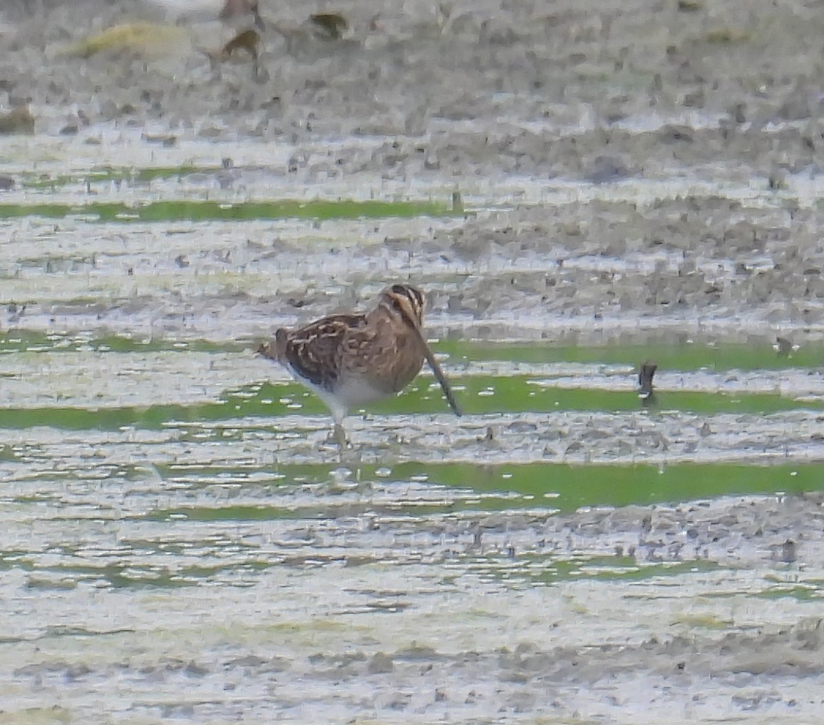 Wilson's Snipe - ML622053406