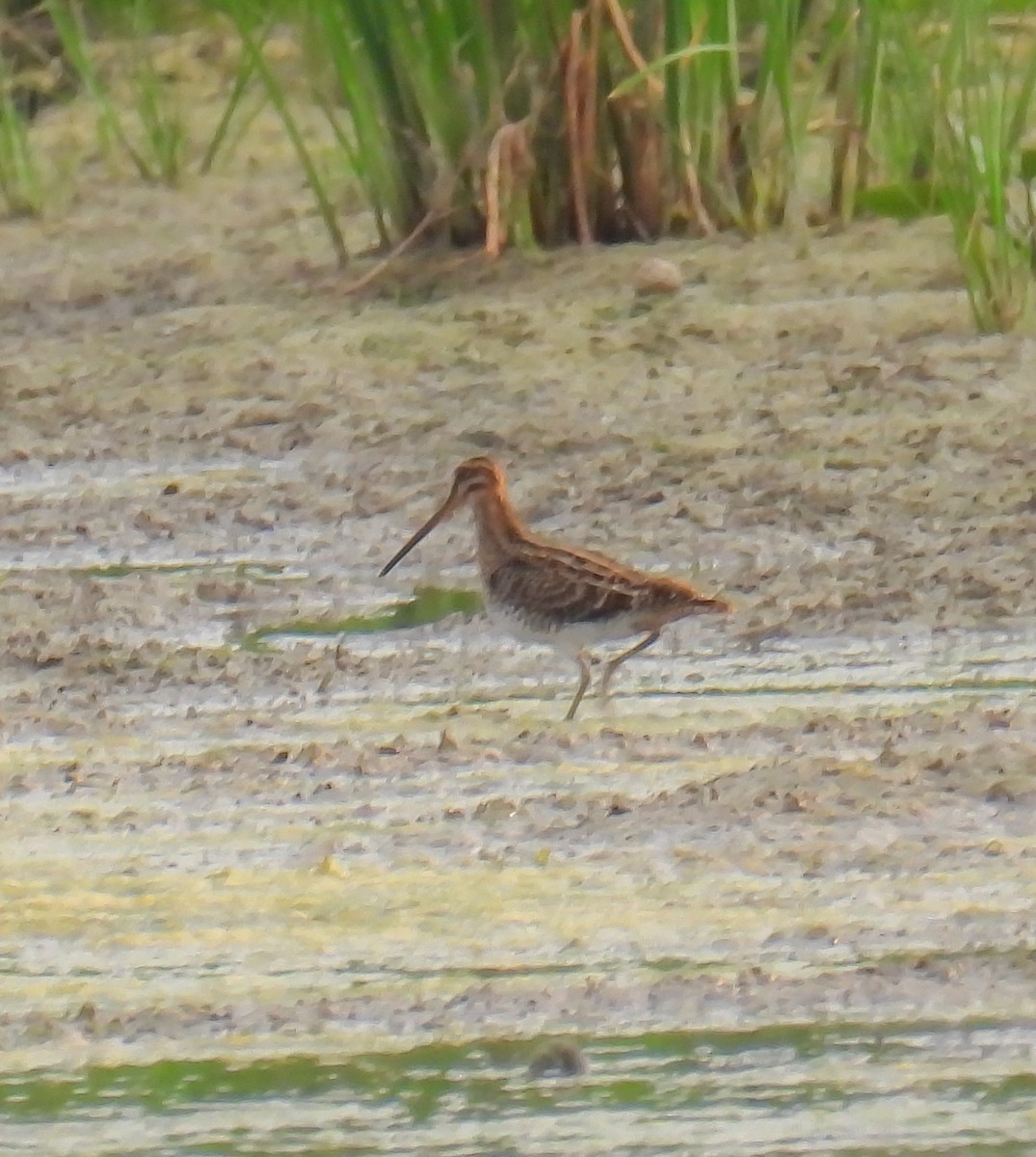 Wilson's Snipe - ML622053407