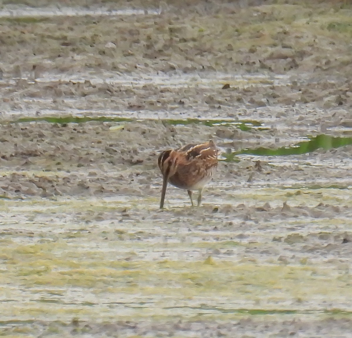 Wilson's Snipe - Hin Ki  & Queenie  Pong