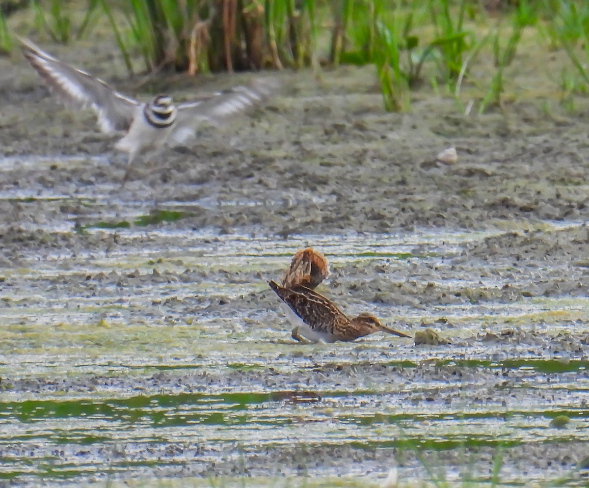 Wilson's Snipe - Hin Ki  & Queenie  Pong