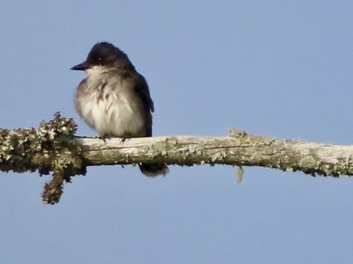 Eastern Kingbird - Stephanie Parker