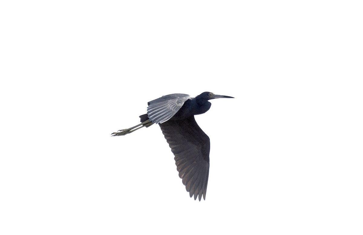 Little Blue Heron - ML622053412