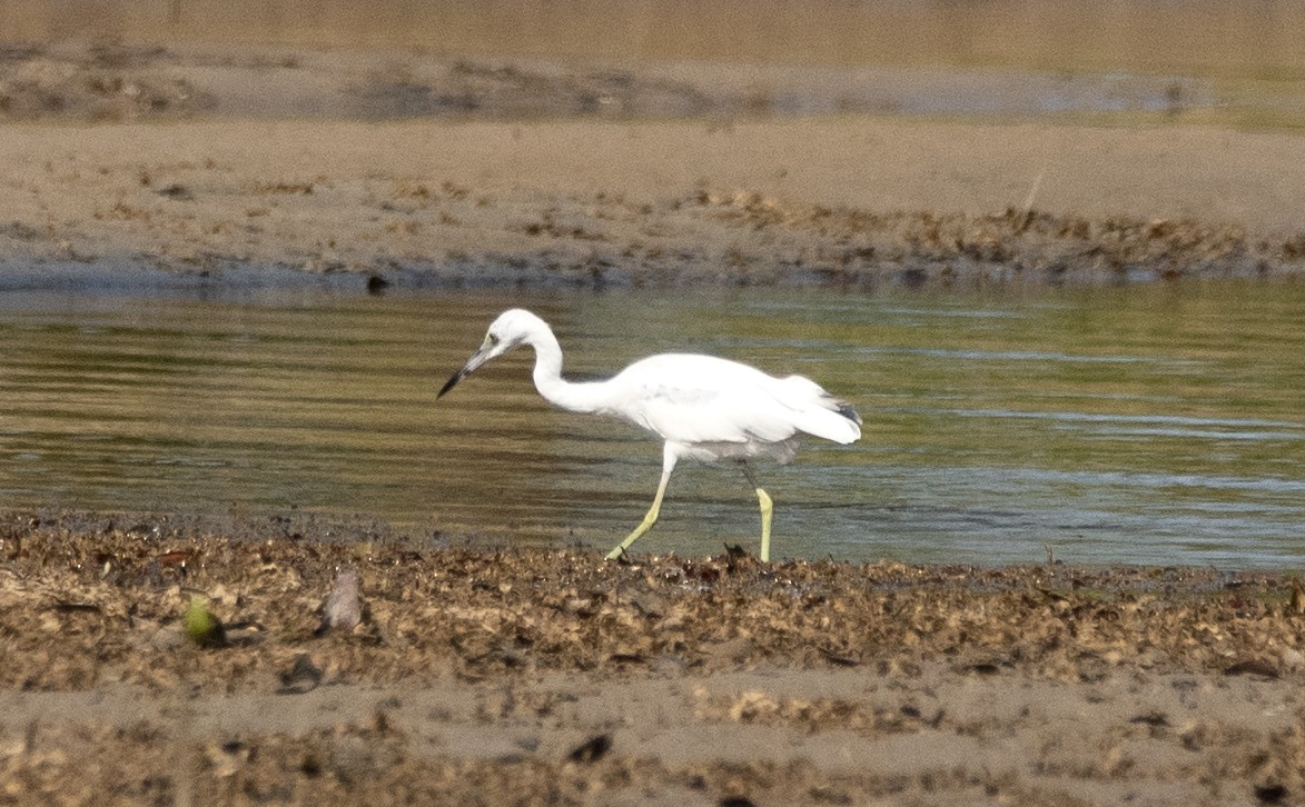 Little Blue Heron - Eduardo Vieira 17