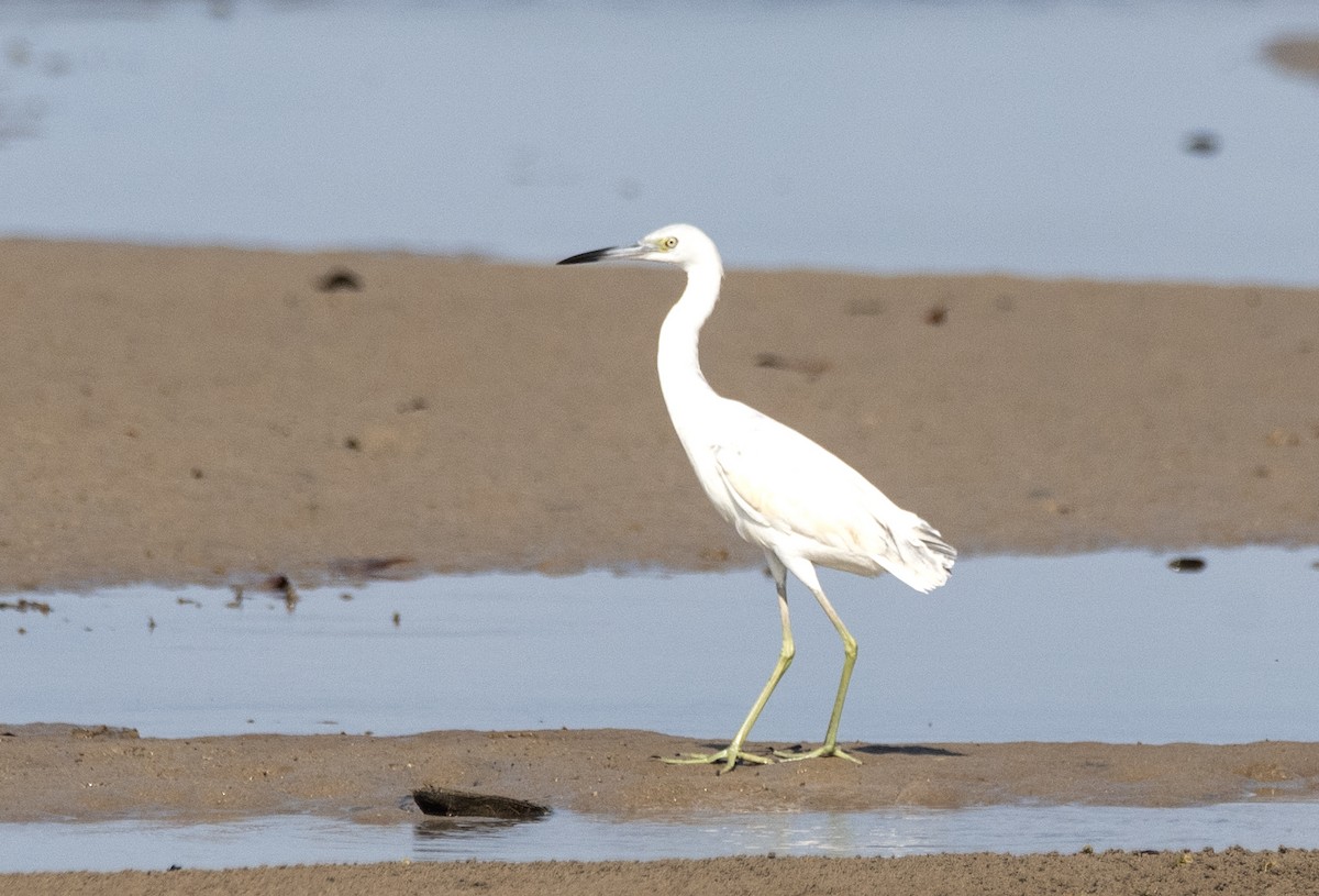 Little Blue Heron - ML622053416