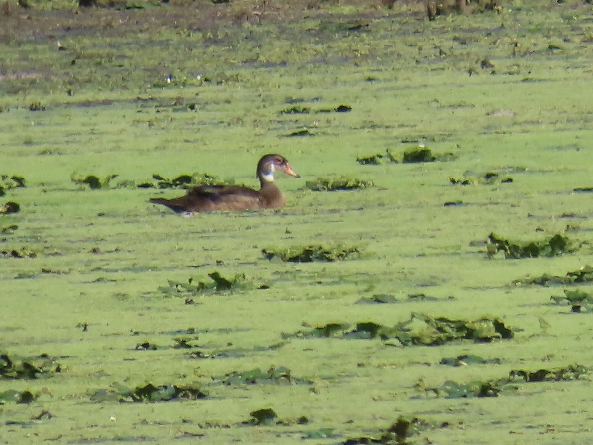 Wood Duck - JOYCE M DEPEW