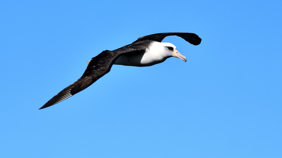 Laysan Albatross - ML622053421