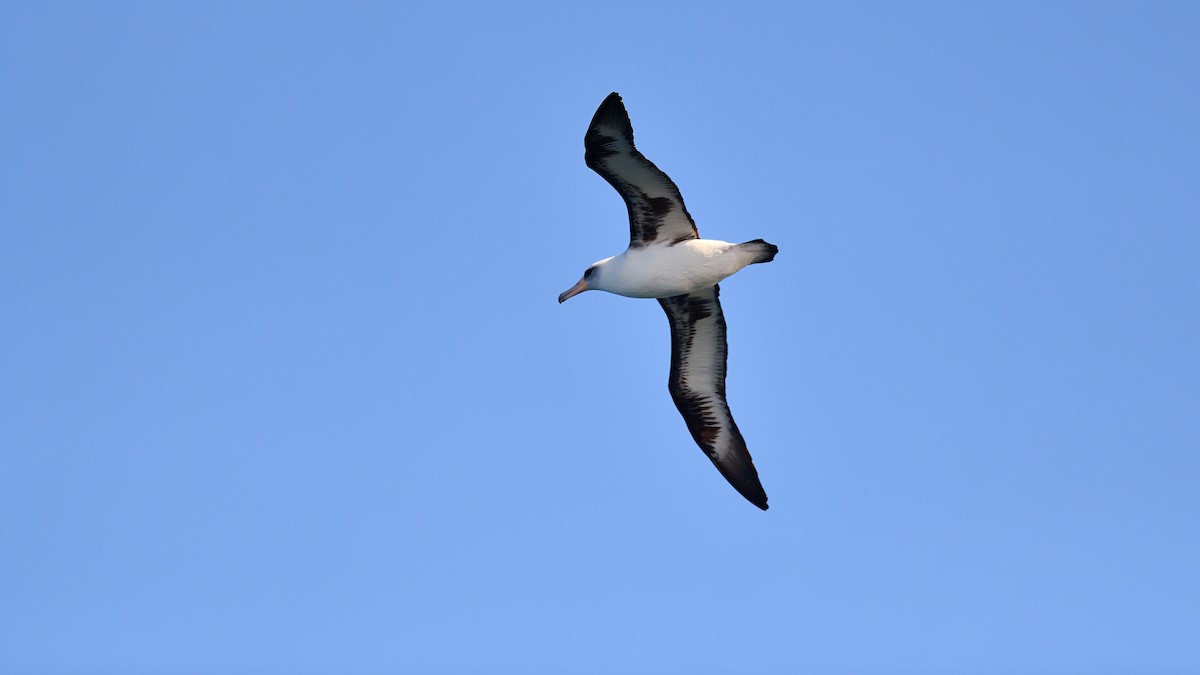 Laysan Albatross - Soren Bentzen