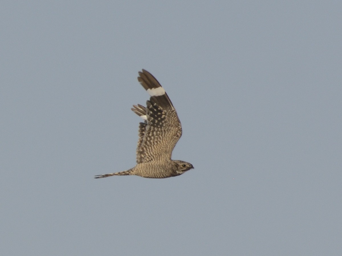 Lesser Nighthawk - ML622053427