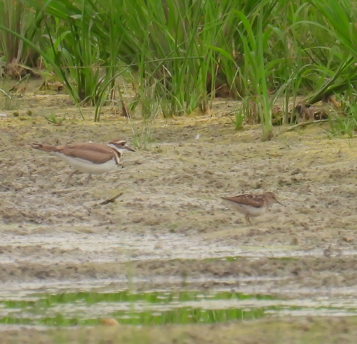 Least Sandpiper - Hin Ki  & Queenie  Pong