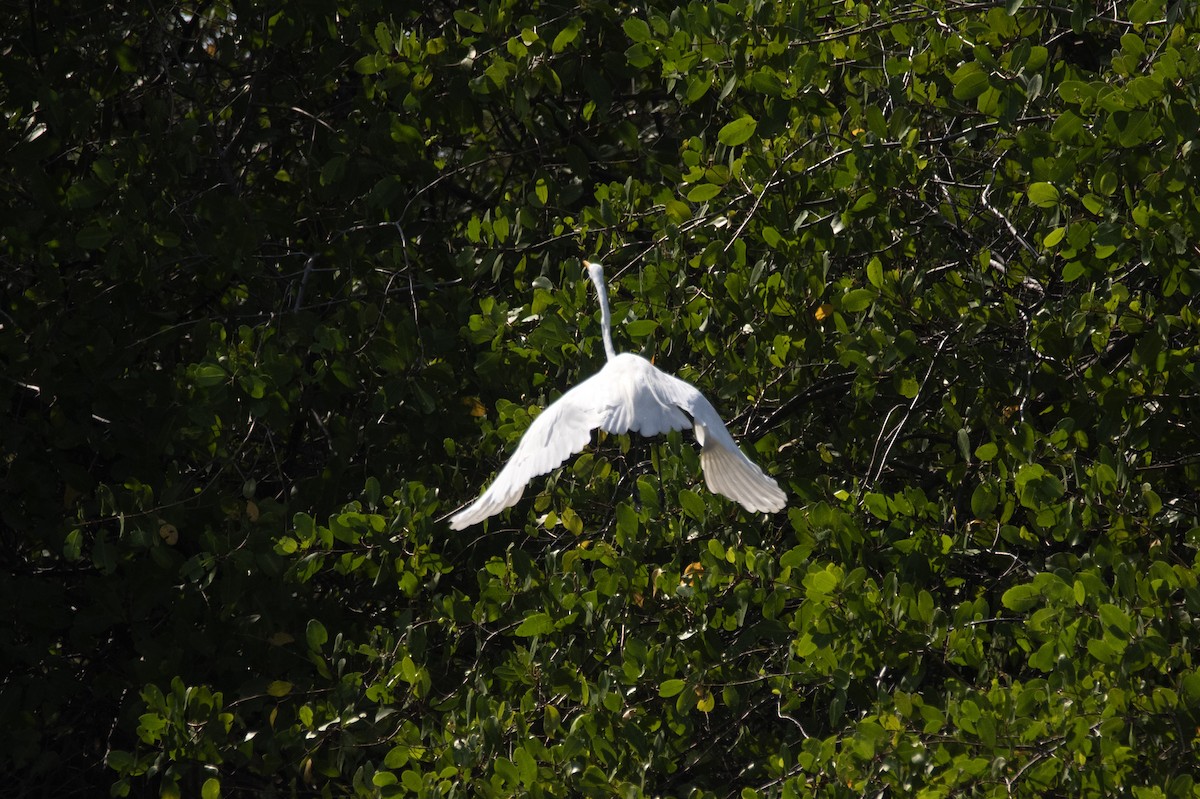 Great Egret - Eduardo Vieira 17