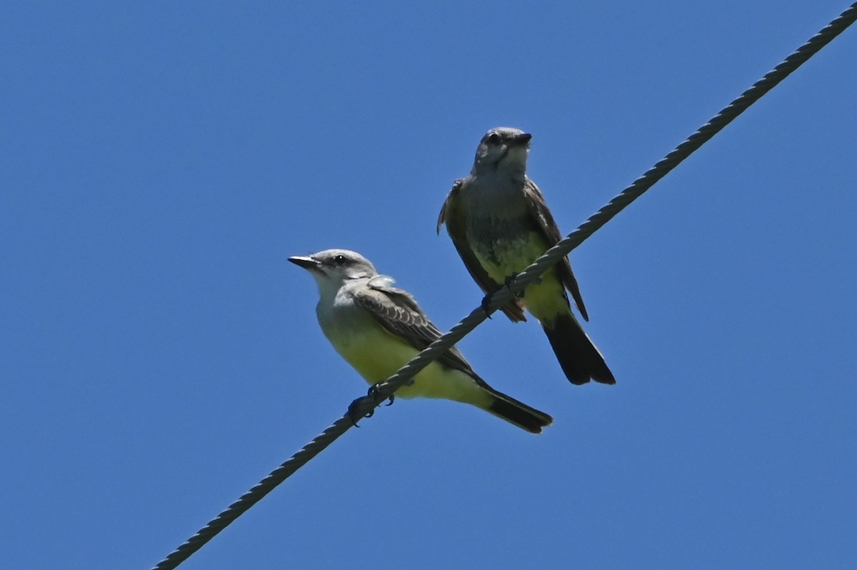 Western Kingbird - ML622053440